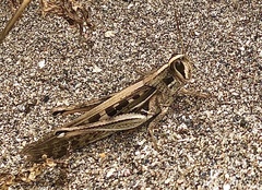 Schistocerca subspurcata