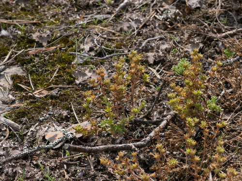 Sedum annuum, photograph 6