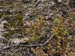 Sedum annuum, photograph author not stated, no rights reserved