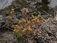 author not stated, no rights reserved Sedum annuum, photograph author not stated, no rights reserved