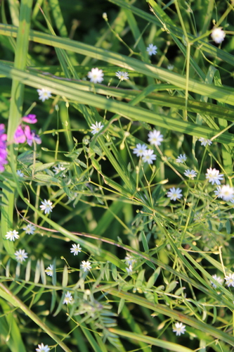 lesser stitchwort