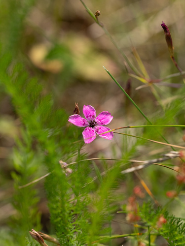 Dianthus deltoides