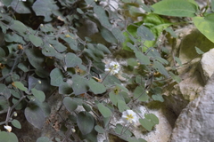 Chamaesaracha rzedowskiana