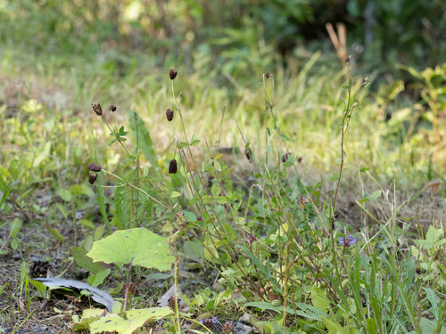 Trifolium spadiceum, photograph 6