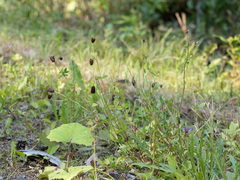 Trifolium spadiceum, photograph author not stated, no rights reserved