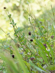 author not stated, no rights reserved Trifolium spadiceum, photograph author not stated, no rights reserved