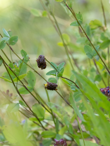 Trifolium spadiceum, photograph 4