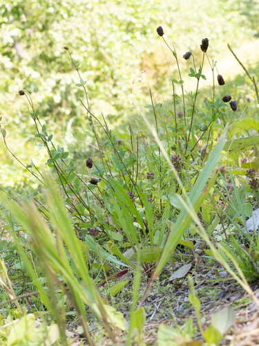 Trifolium spadiceum, photograph 3