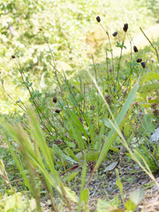 author not stated, no rights reserved Trifolium spadiceum, photograph author not stated, no rights reserved