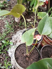 Anthurium andraeanum