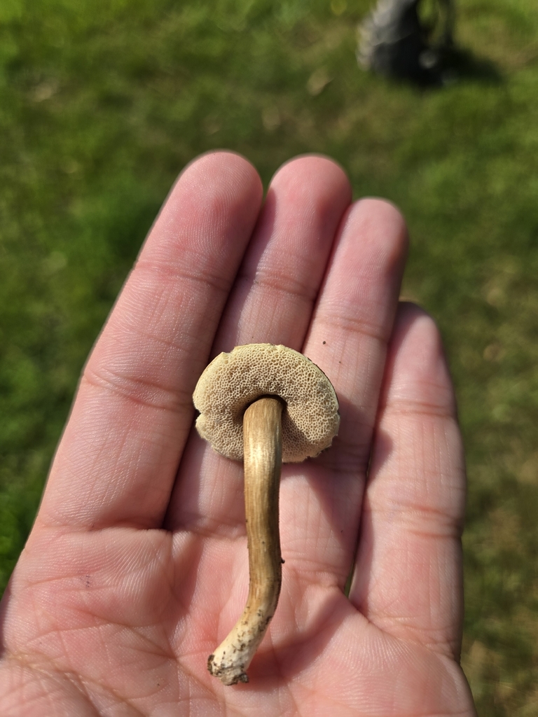 Porphyrellus sordidus