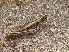 Schistocerca subspurcata