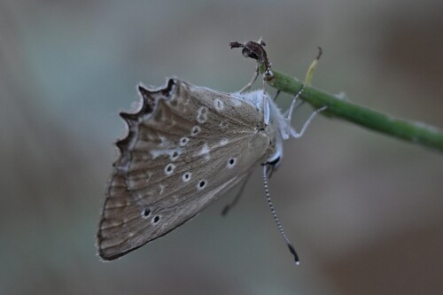 Meleager's Blue