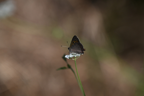 Small Copper