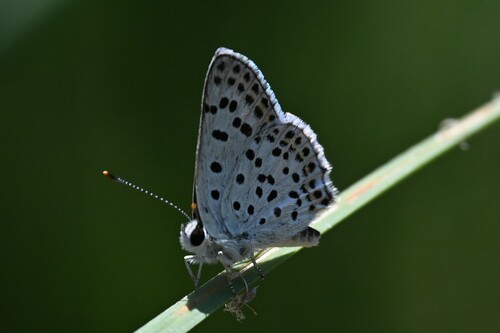 Sooty Copper