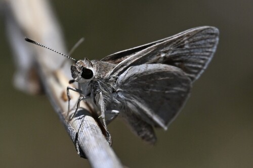 Alcides Skipper