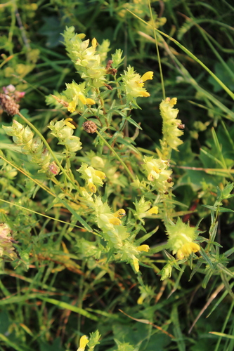Greater Yellow-rattle