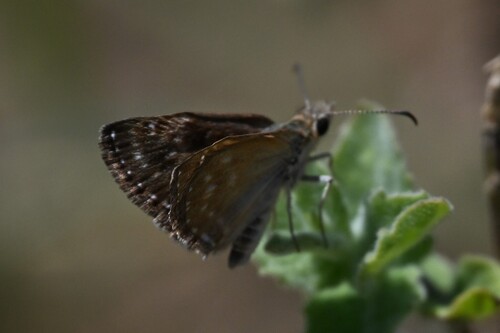 Dingy Skipper