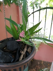 Orchidaceae