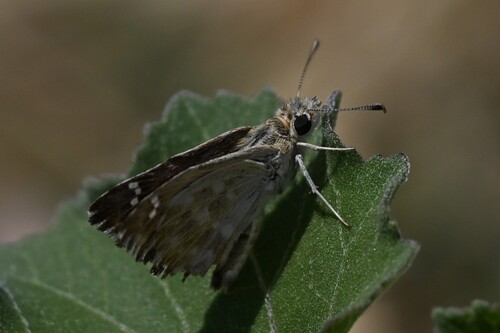 Mallow Skipper