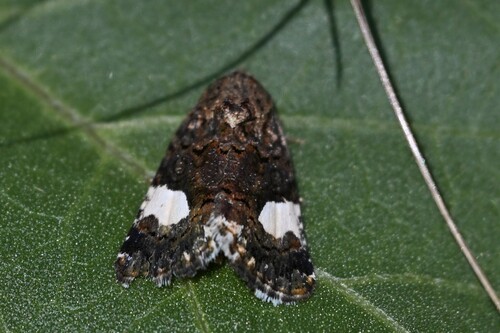 Four-spotted Moth