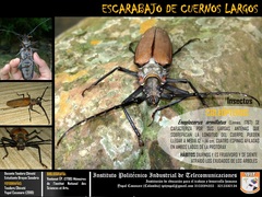 Enoplocerus armillatus