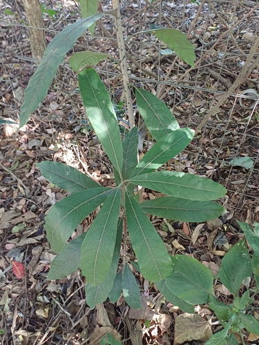 Litsea glutinosa, photograph 2