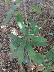 Litsea glutinosa, photograph (c) Margaret Burger, some rights reserved (CC BY-SA)