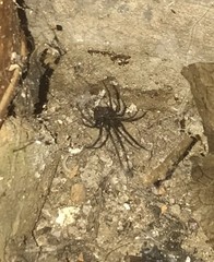 Araneae