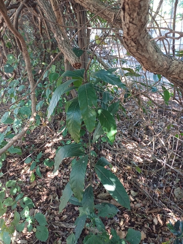 Litsea glutinosa