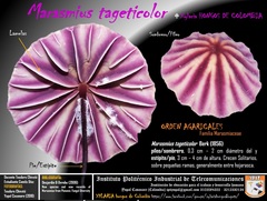 Marasmius tageticolor