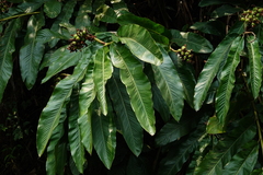 Alpinia hainanensis