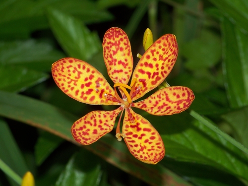 Iris domestica
