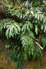 Alpinia hainanensis