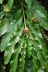 Alpinia hainanensis