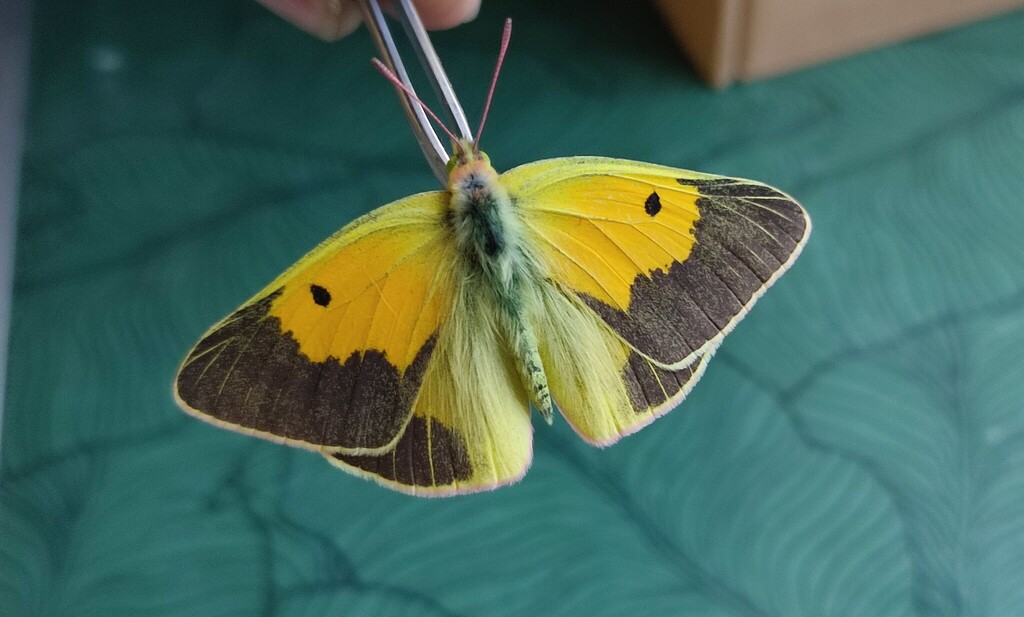 Colias wiskotti