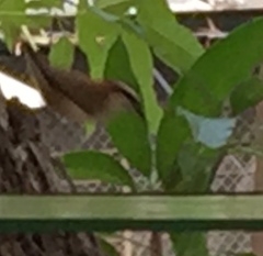 Campylorhynchus rufinucha