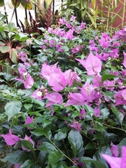 Bougainvillea