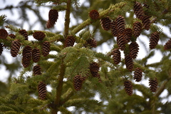 Picea
