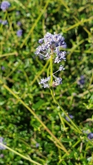Ceanothus parryi