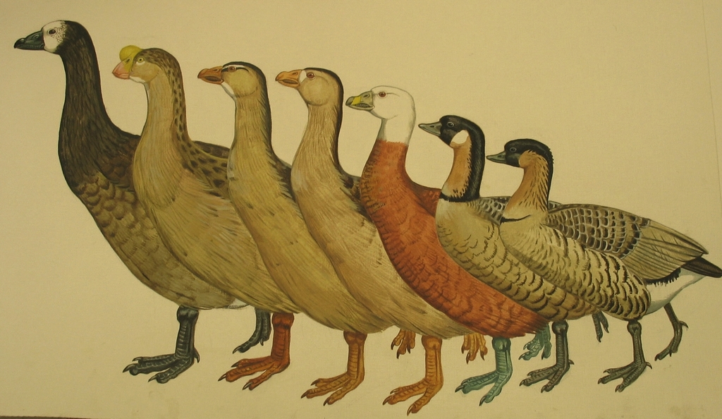 Woodwalking Goose