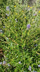 Ceanothus parryi
