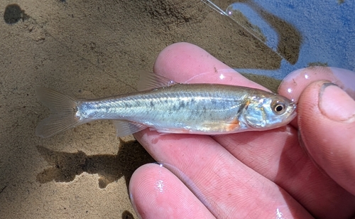 Virgin spinedace (Lepidomeda mollispinis) — Cyprinidae — 4