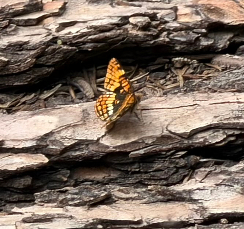 iNaturalist observation photo of Hoffmann's Checkerspot