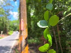 Atalantia buxifolia