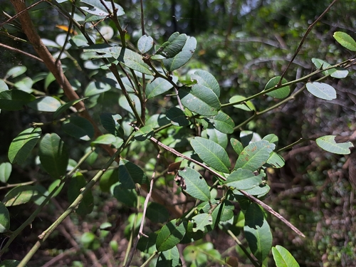 Atalantia buxifolia, photograph 1