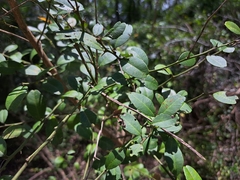 Atalantia buxifolia, photograph (c) vrxz, some rights reserved (CC BY-SA)