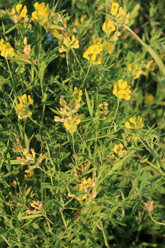 meadow pea