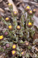 Tussilago farfara