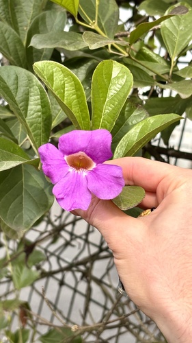 Bignonia magnifica